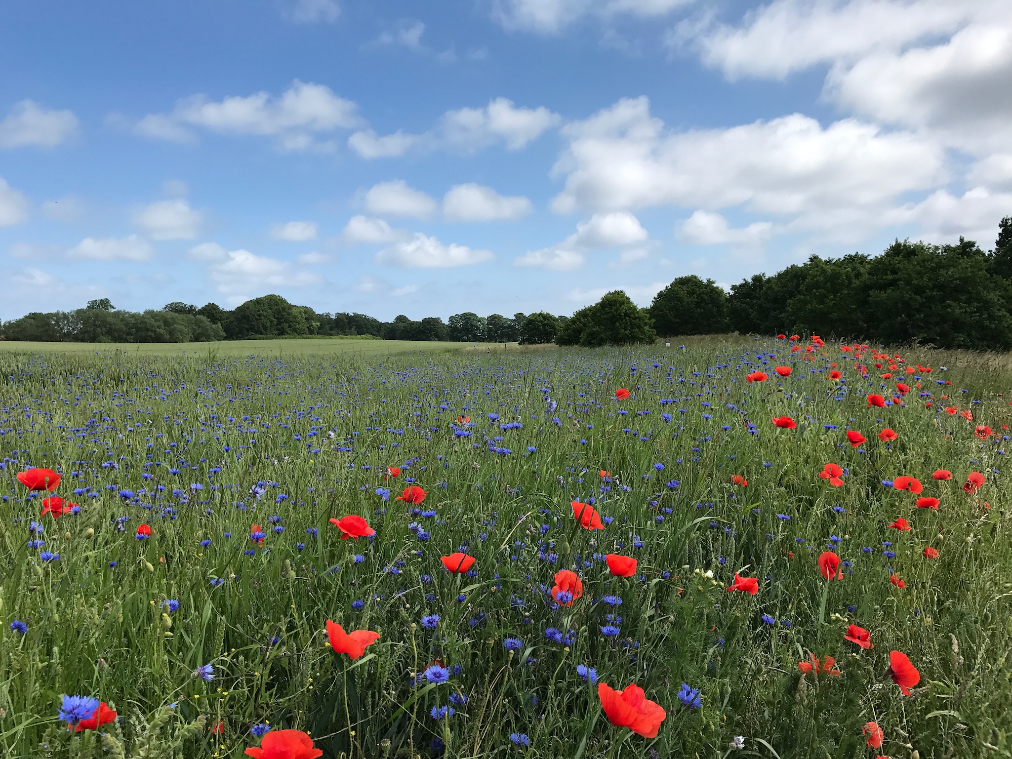 01a6821689e2524bc4537ad8d6133fca6b49ad2688